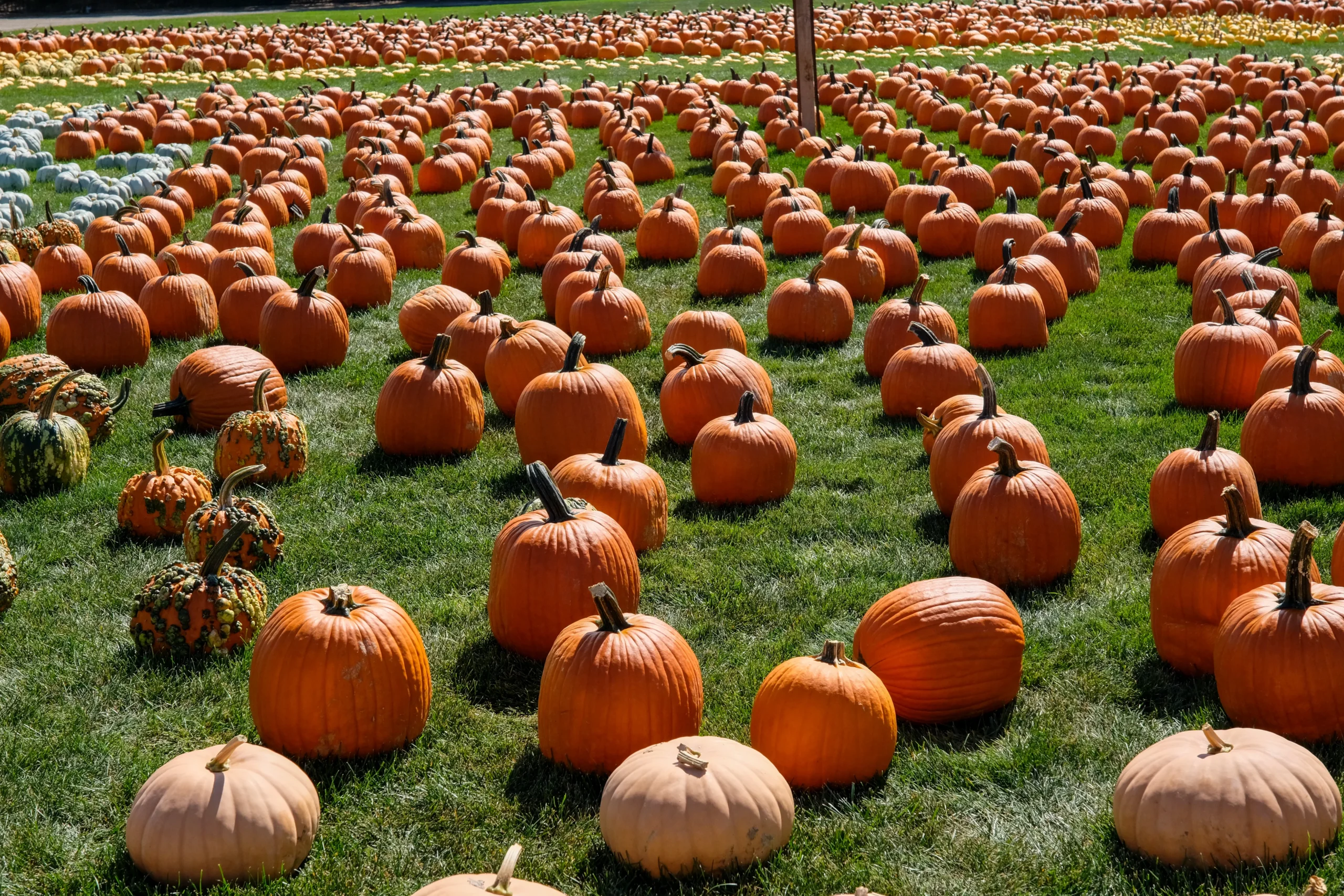 Schmitt's Family Farm photo