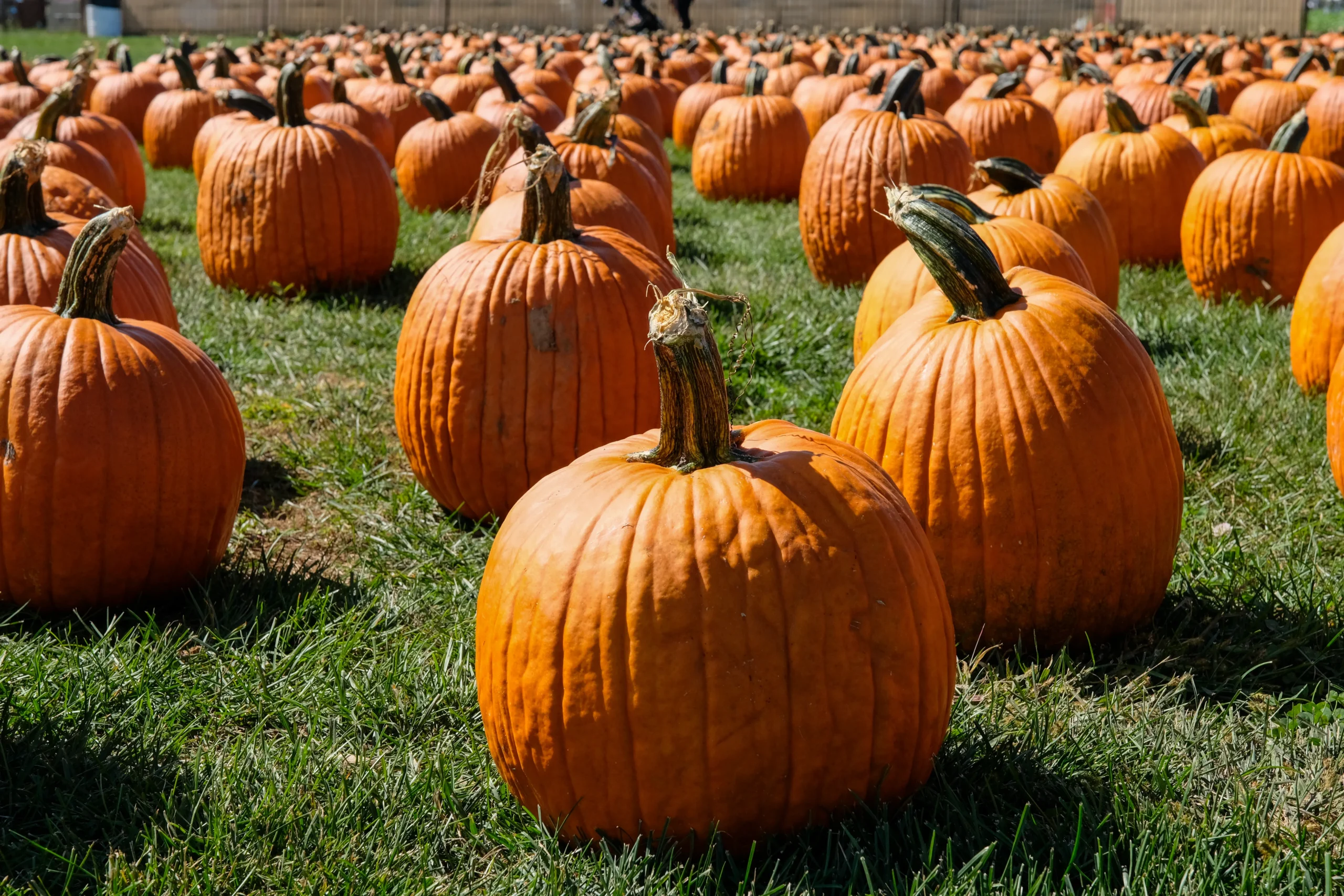Pumpkin picking field