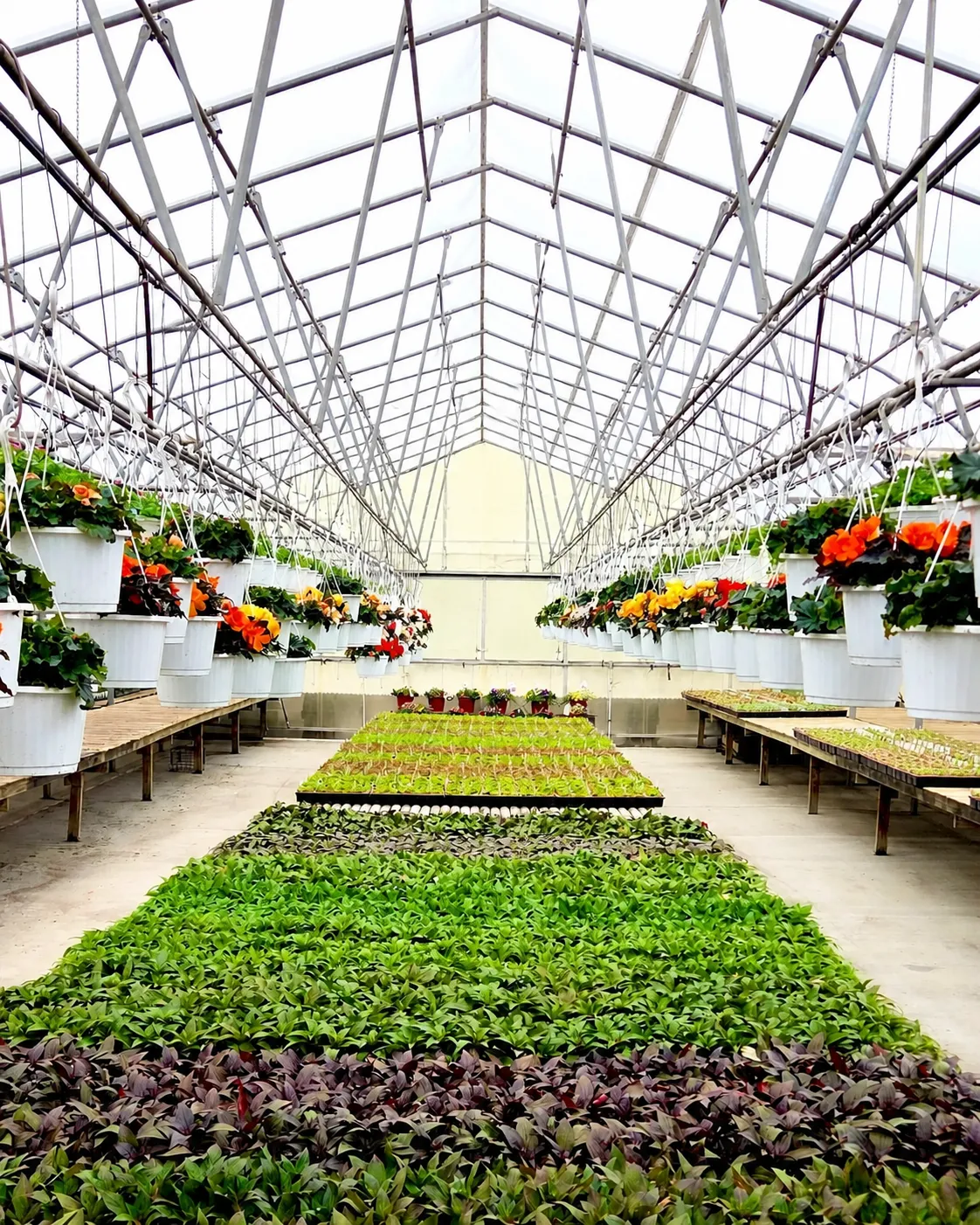 Inside the Schmitt's Family Farm greenhouse