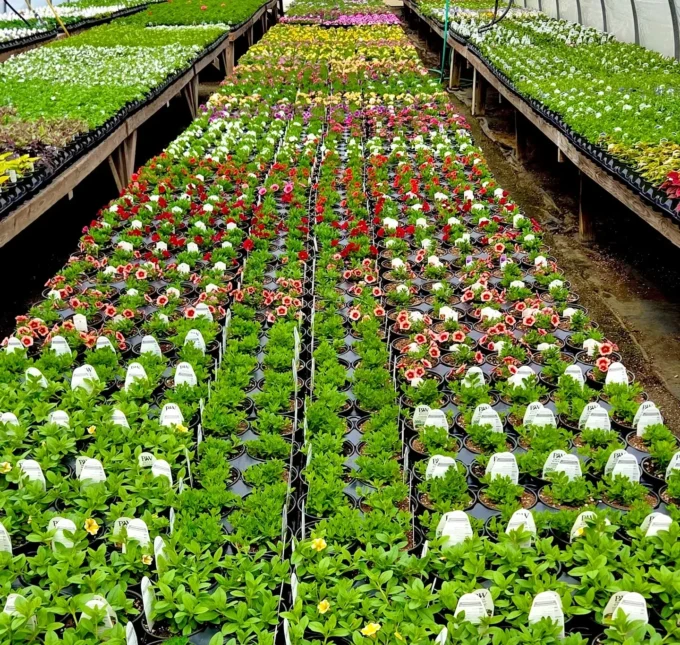 Spring flowers and hanging baskets at the farm