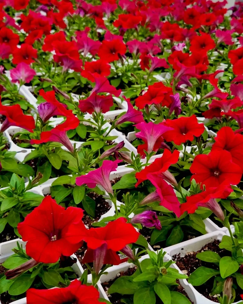 Red petunias in bloom in the greenhouse