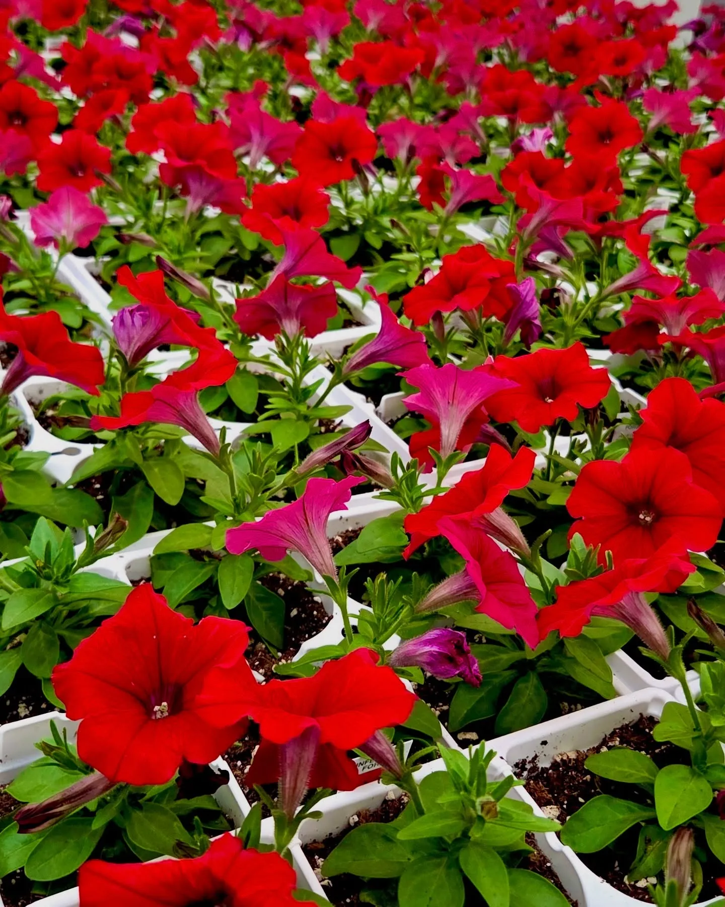 Flowering hanging baskets