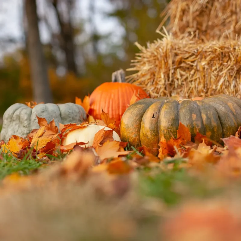 Pumpkins and hay bales at the Fall Festival
