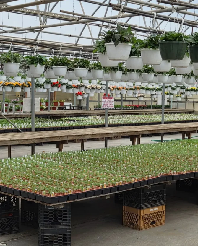 Flowering hanging baskets