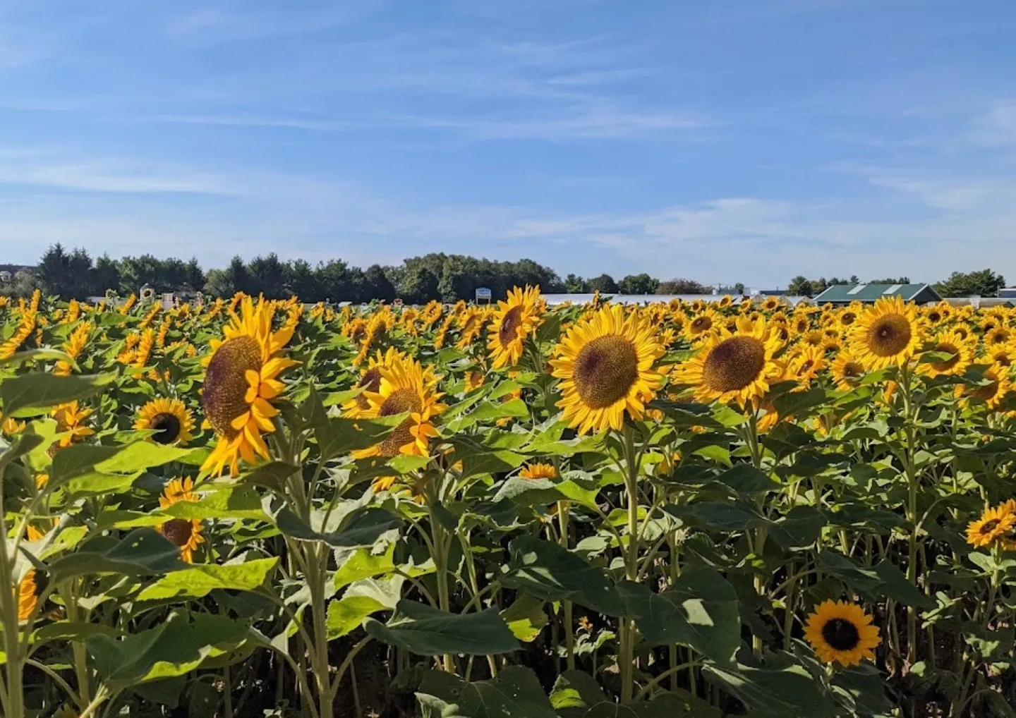 Sunflower & Zinnias