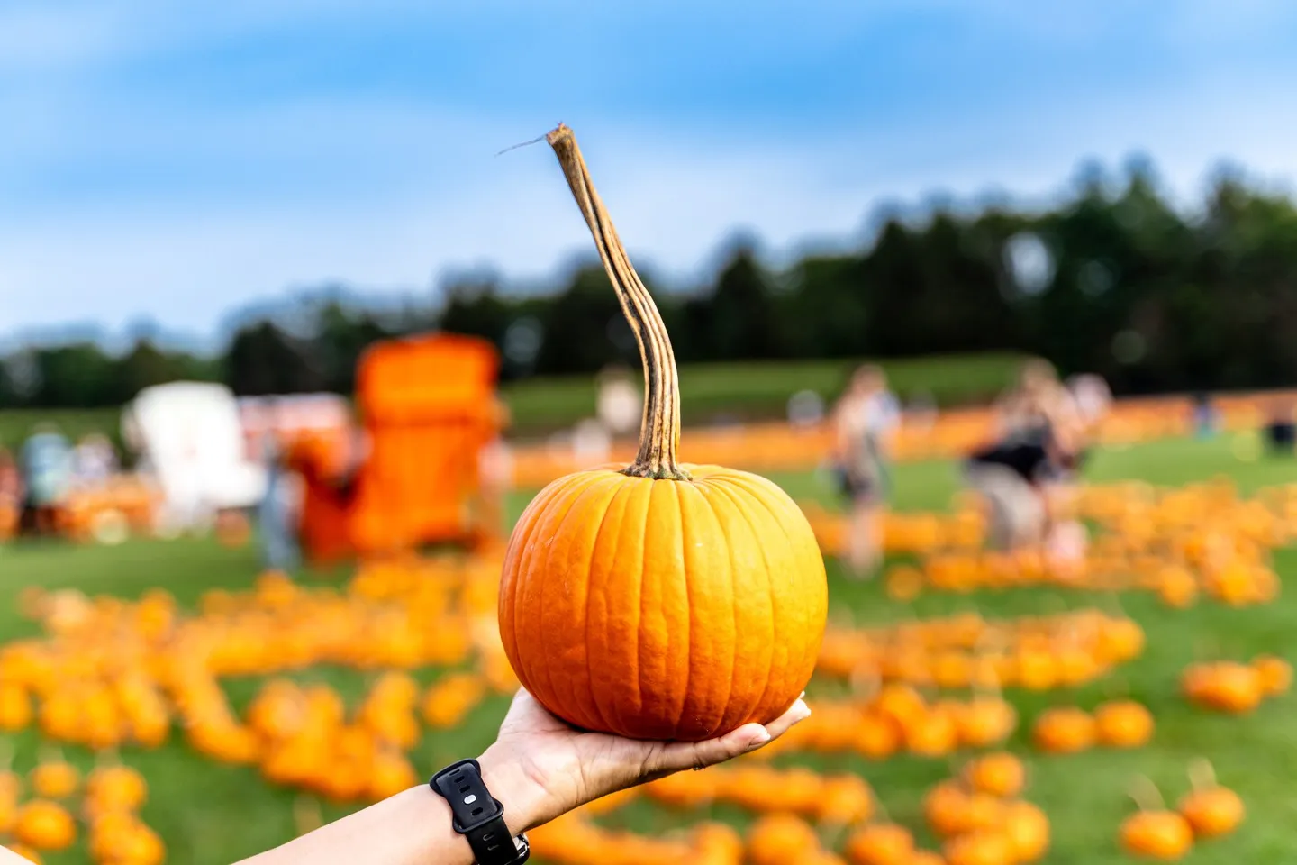 Pumpkin picking field
